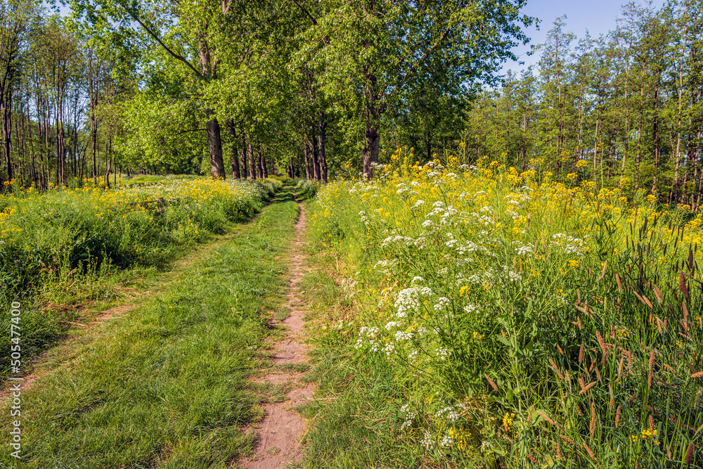 Obraz premium Picturesque image of a sandy path with wheel tracks and wild plants such as cow parsley, rapeseed and various grasses flowering on the verge. The photo was taken at the beginning of the spring season.