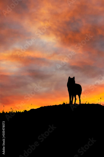 wolf on the ridge at sunset © Visualmind