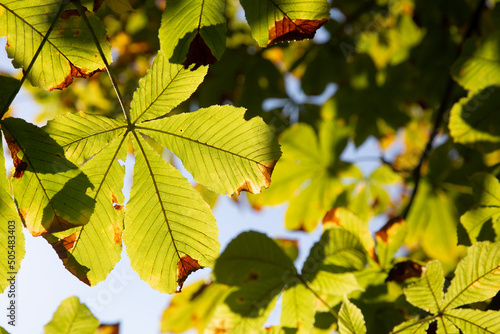 Autumnal chestnut tree (Aesculus) leaves in backlighting