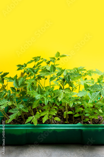 Young green tomato seedlings in a green plastic form on a yellow background. seedlings