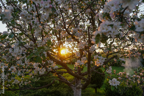 tree in bloom