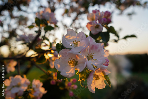 blossom in spring