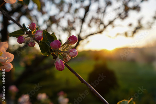 blossom in spring
