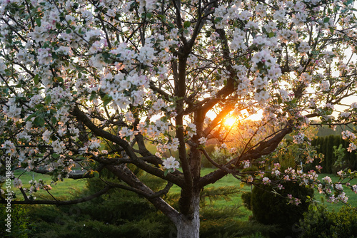 tree and sun