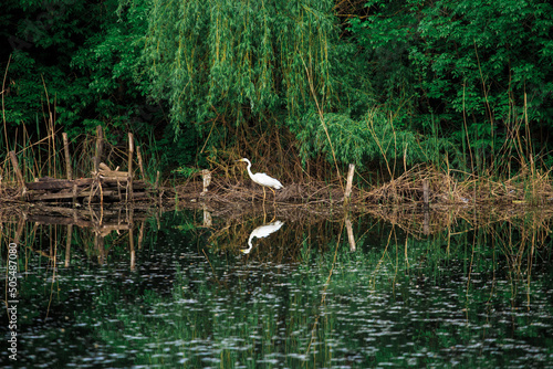 On the bank of a small river, on the shore is a white heron. The bank is overgrown with trees