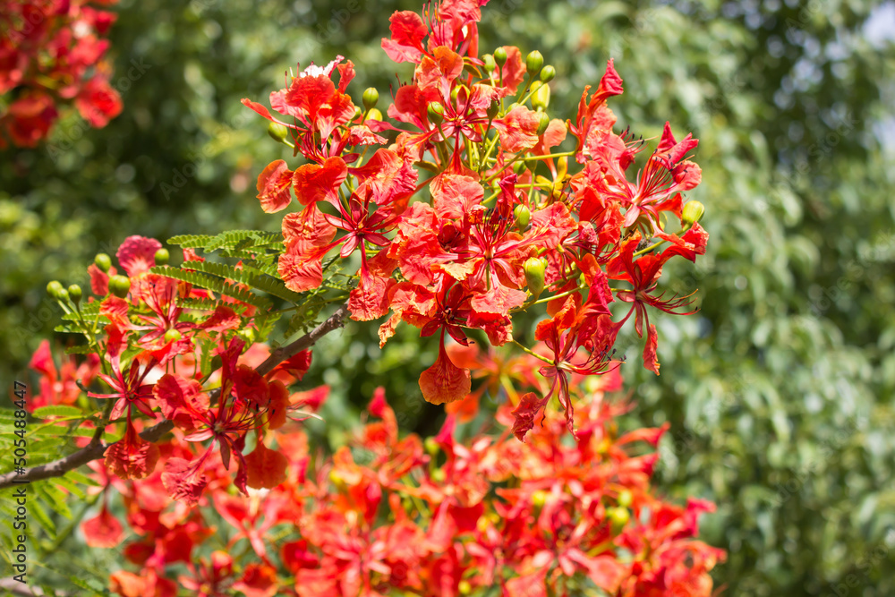 Red Flamboyant flower