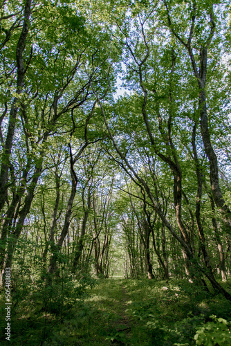 trees in the woods