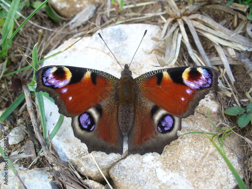 Peacock butterfly, Inachis io. Butterfly on a stone. © Mary
