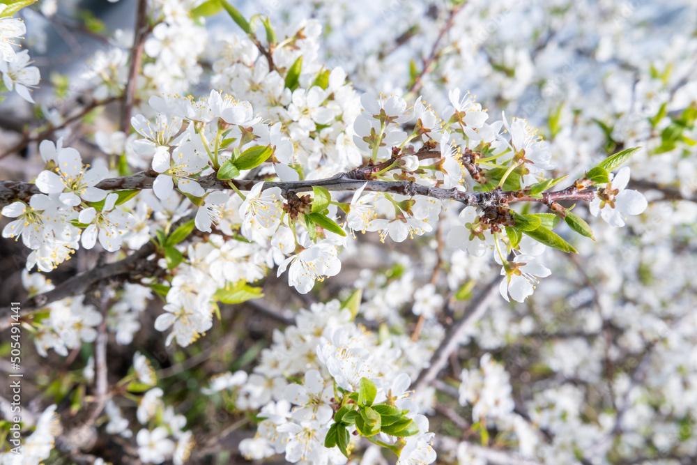 Garden shrub with white flowers. A branch of white flowers and small green leaves against a blue sky. Many small white flowers of plums, cherries on the bushes