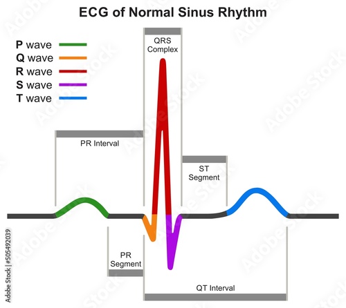 ECG of normal sinus rhythm infographic diagram heartrate chart heartbeat graph scheme for cardiology medical science education wave interval segment heart beat rate pulse vector illustration photo