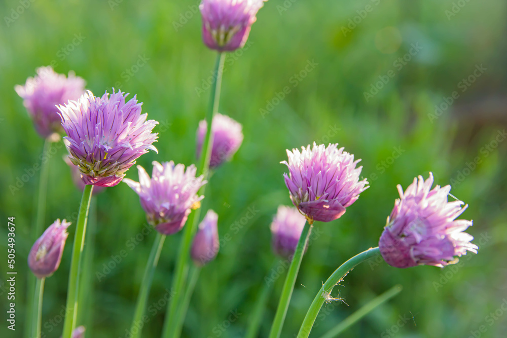 Chives onion have purple flowers and waxy green, tubular leaves that taste like onion. Flowers bloom in summer and are edible. Soft focus , artistic image , fairy flowers