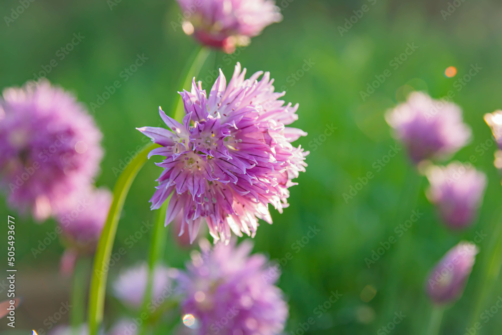 Chives onion have purple flowers and waxy green, tubular leaves that taste like onion. Flowers bloom in summer and are edible. Soft focus , artistic image , fairy flowers Chives onion have purple flowers and waxy green, tubular leaves that taste like onion. Flowers bloom in summer and are edible. Soft focus , artistic image , fairy flowers