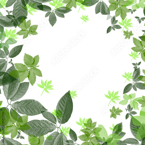 Beautiful, interesting frame of many spring summer leaves on a white background for your text, background for design