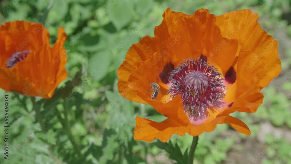 A Group Of Bees Busily Collecting Nectar From Poppy Plant, Slow Motion A Group Of Bees Busily Collecting Nectar From Poppy Plant, Slow Motion