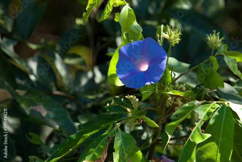 Closeup of a blue ipomoea flower growing on the green bush in the sun in spring or summer photo