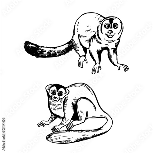 Monkeys of South America. Sketch  illustration.