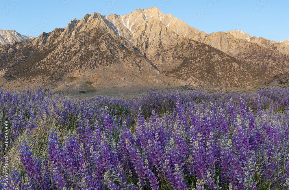 Field of wild blue lupine flowers in front of the Sierra Nevada mountains
