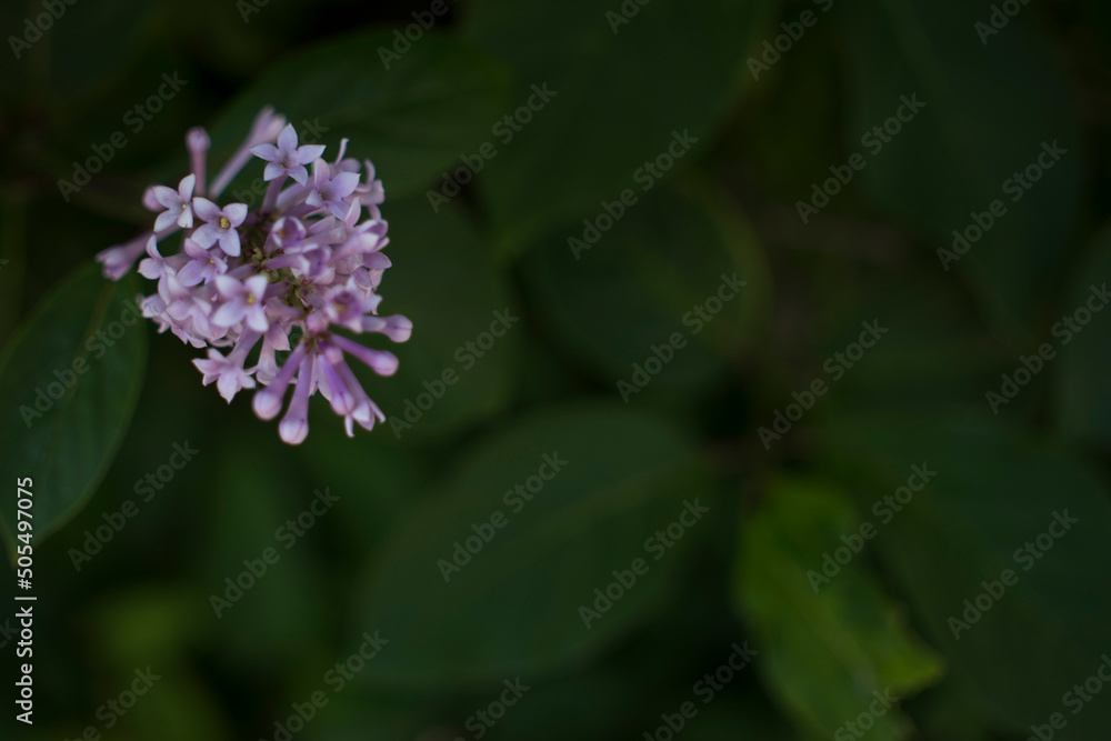 Flower background - lilac flowers in spring garden