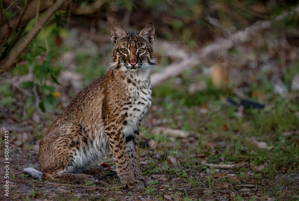Εκτύπωση καμβά A bobcat in Florida