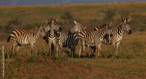 Zebra in the Masai Mara  Africa 