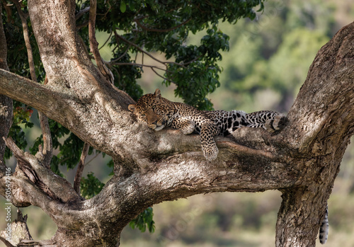 A Leopard in the Masai Mara  Africa 