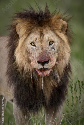 Fototapeta Naklejka Na Ścianę i Meble -  A lion in the Masai Mara, Africa 