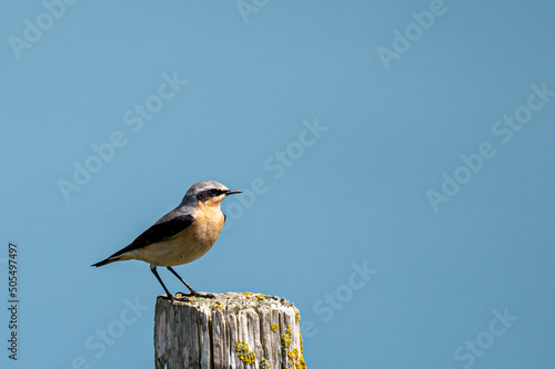 Male wheatear, oenanthe oenanthe, perched on a fence post, Freshwater, Isle of Wight, UK