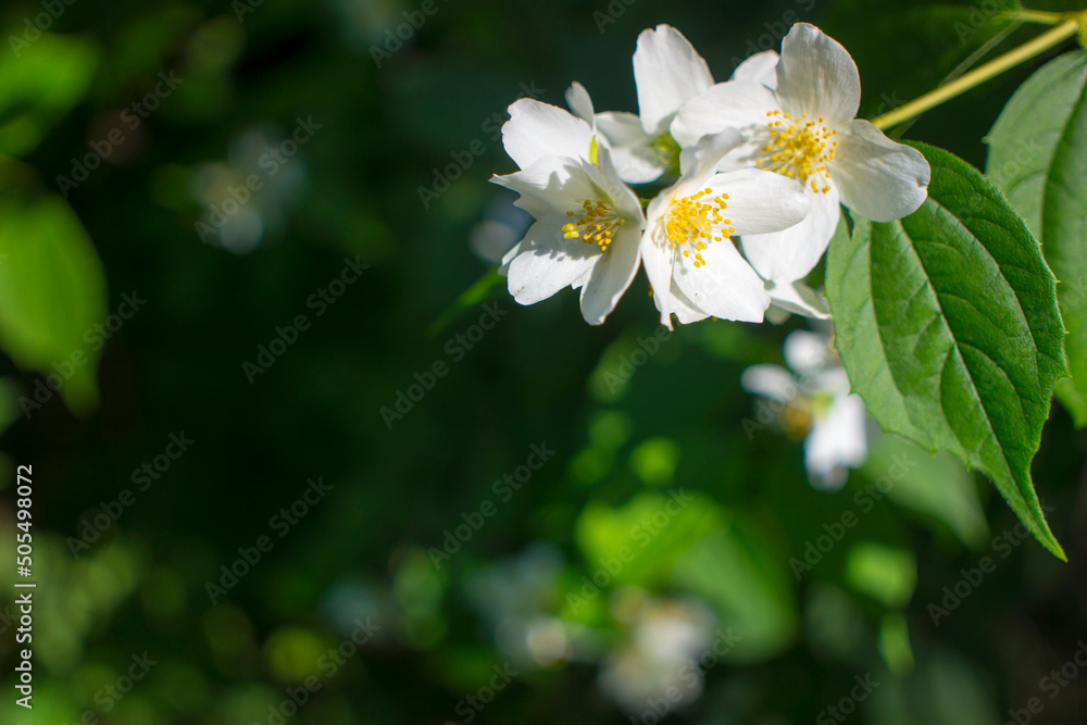 Beautiful white jasmine flower on cloudy summer day Beautiful white jasmine flower on cloudy summer day