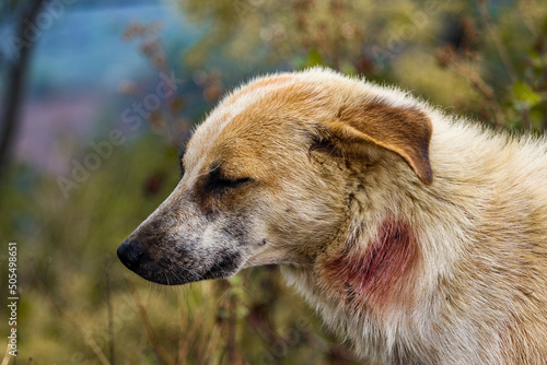 Beautiful shot of a sad Aspin photo