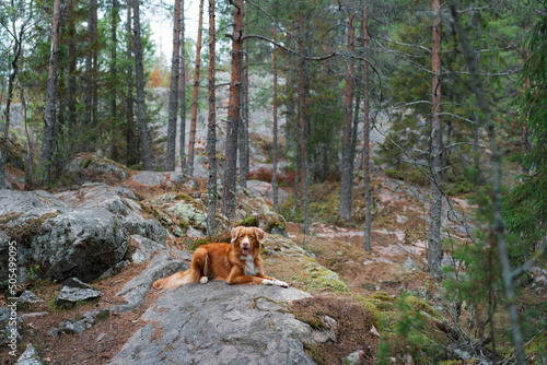 dog in the forest on a stone. Walking with a pet. Nova Scotia duck tolling retriever in nature