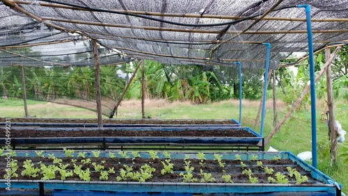 Watering system on organic lettuce in soil plot