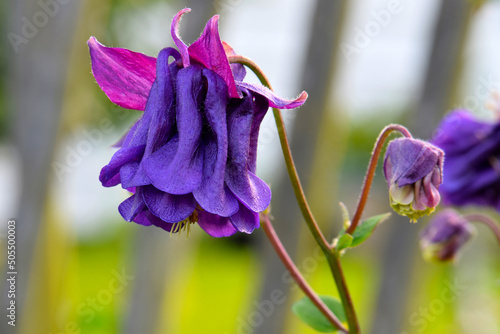 Canvastavla Columbine Purple Flower 01