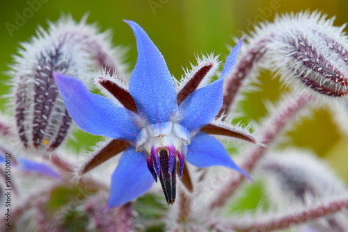 Borage Bluestar 02 photo