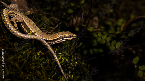 Closeup of the Iberian rock lizard, Iberolacerta monticola. photo