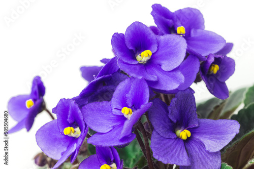 African violet or violet saintpaulias flowers close up. Blossoming violets on white background. Macro photo of homegrown violet flowers photo