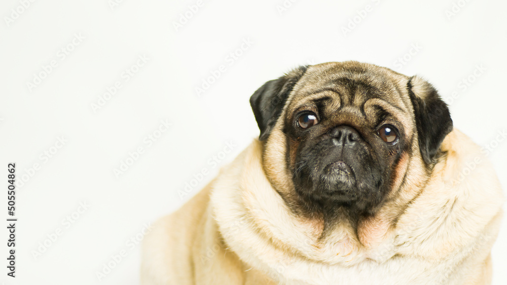 Cute pug dog on white background. Adorable domestic pug dog sitting on white background in studio and looking at camera