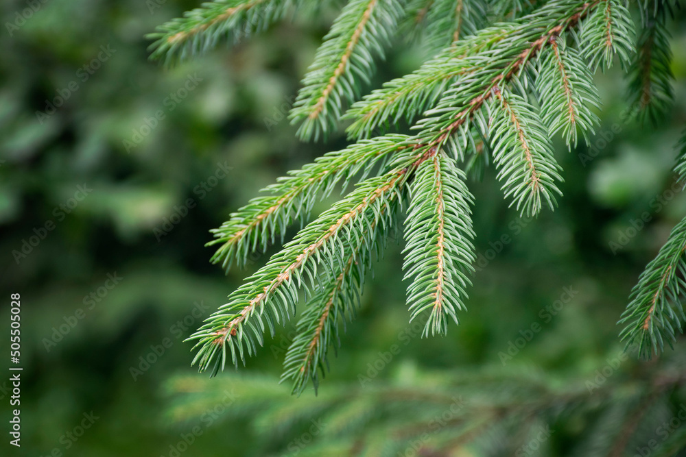 Pine branch & twig. Young green sprouts fir tree twig needles. Pine branch sprouts on coniferous background Pine branch & twig. Young green sprouts fir tree twig needles. Pine branch sprouts on coniferous background