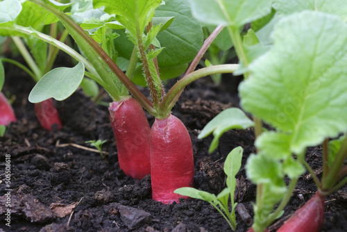 Organic vegetables. Radish growing in the garden bed. Greenhouse vegetables. Chemichal free gardening plants photo