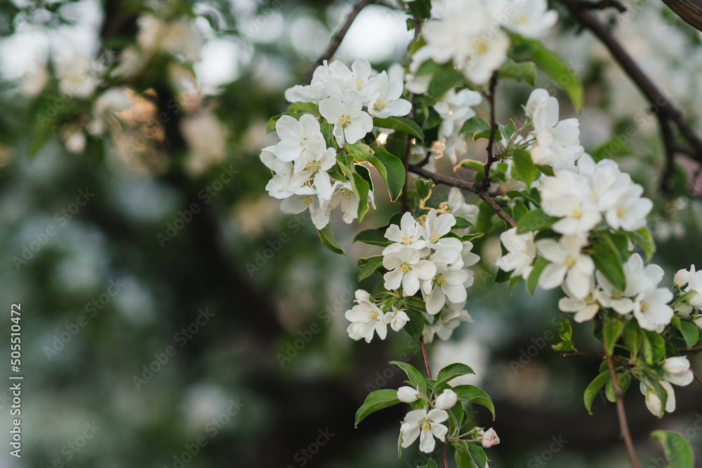 Closeup of a fruit tree with white blossom in spring. Beautiful nature background with copy space. Freshness, art, inspiration, beauty concept. Closeup of a fruit tree with white blossom in spring. Beautiful nature background with copy space. Freshness, art, inspiration, beauty concept.