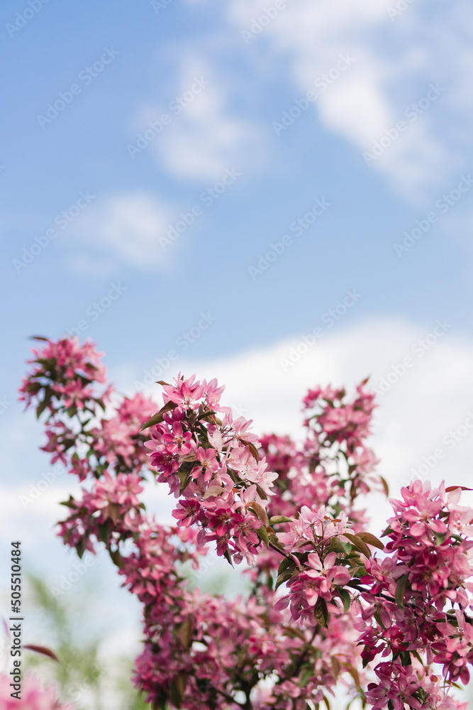 Closeup of a fruit tree with pink blossom and blue sky in spring. Beautiful nature background with copy space. Freshness, art, inspiration, romance, beauty concept. Closeup of a fruit tree with pink blossom and blue sky in spring. Beautiful nature background with copy space. Freshness, art, inspiration, romance, beauty concept.