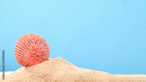 Close up sea shell in sand on blue background. Summer abstract background with copy space