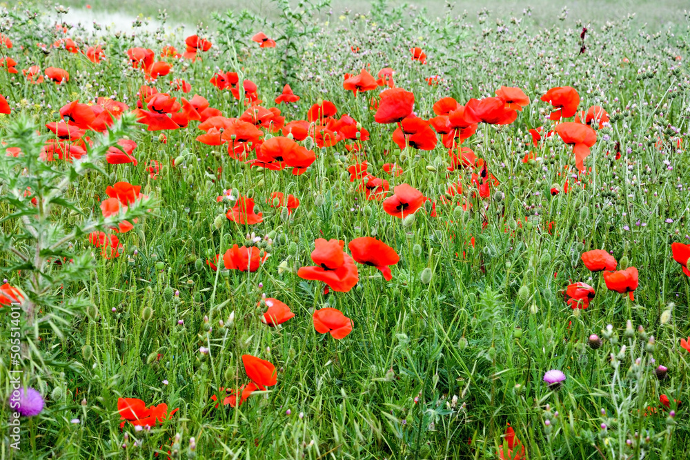 Red poppy field at the Crimea, Russia