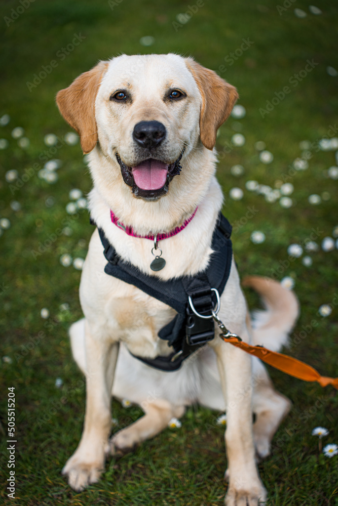 A portrait of a dog with white flowers in the background