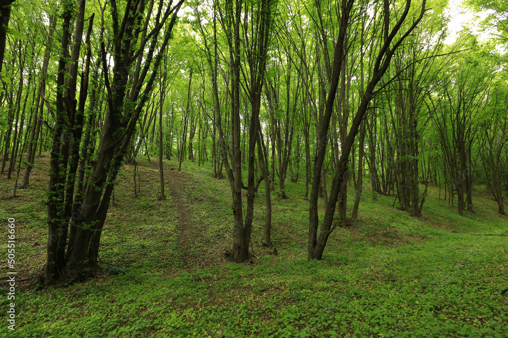 Beautiful green forest landscape in summer Beautiful green forest landscape in summer