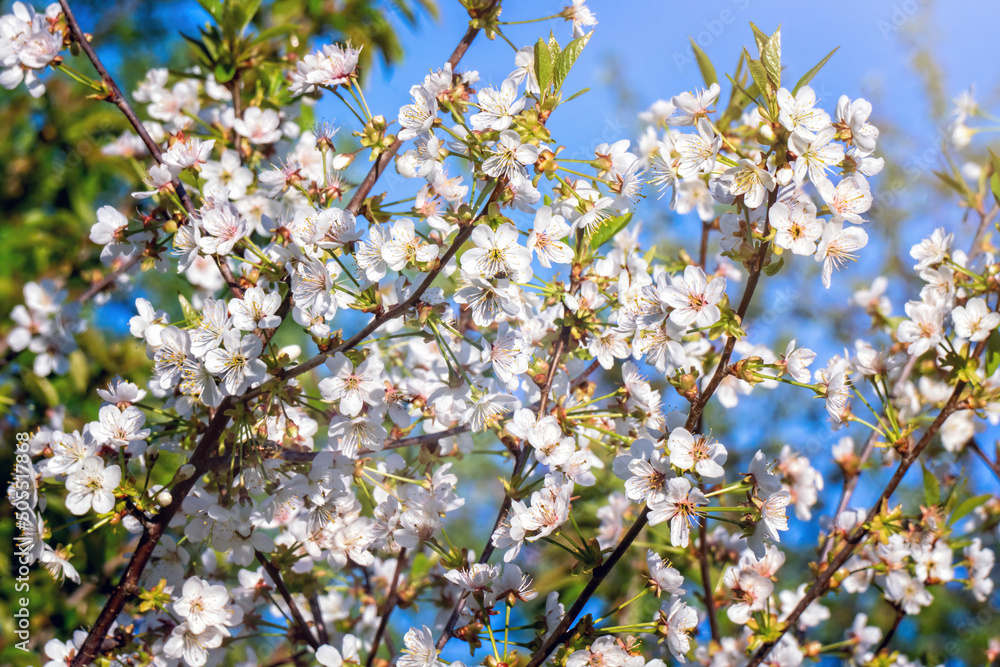 Close view of blooming cherrie tree branch in spring Close view of blooming cherrie tree branch in spring
