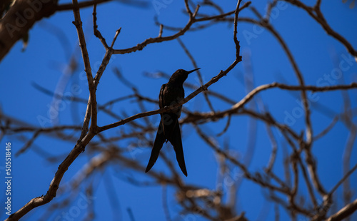 Silhouette of a swallow-tailed hummingbird (Eupetomena macroura) , perched on a web of thin branches on blue sky. Natural light. photo