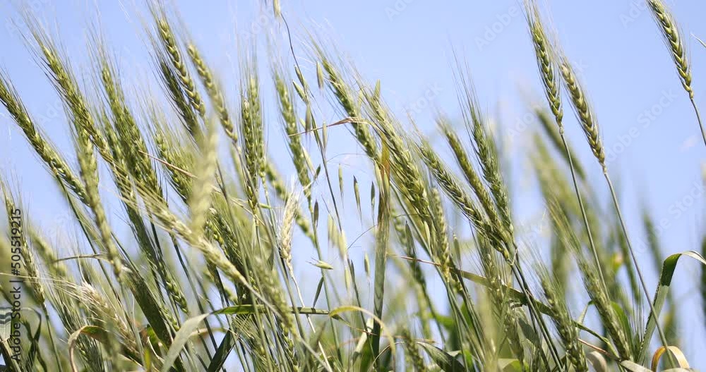 Wind sways thick barley in a field creating waves. Ripening crops under the warm sun Wind sways thick barley in a field creating waves. Ripening crops under the warm sun