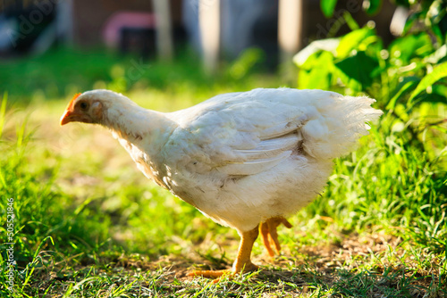 Closeup shot of a white cornish chicken foraging on a field