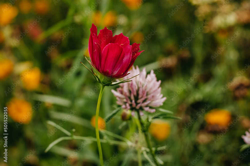 Red wild flower on a blurred background of green grass. Flower in bloom. Summer background.