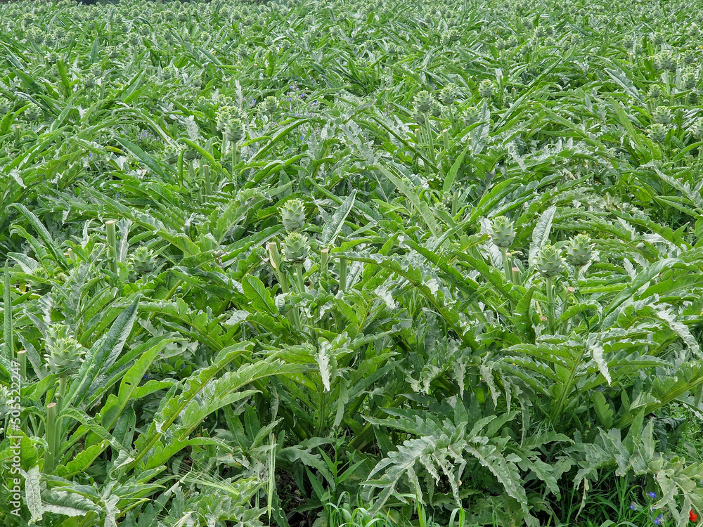 Obraz premium green wheat field